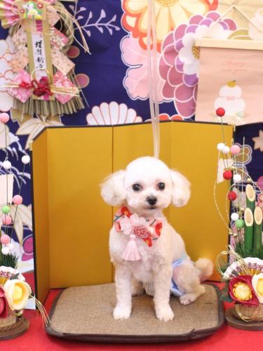 20240106シェリーちゃん